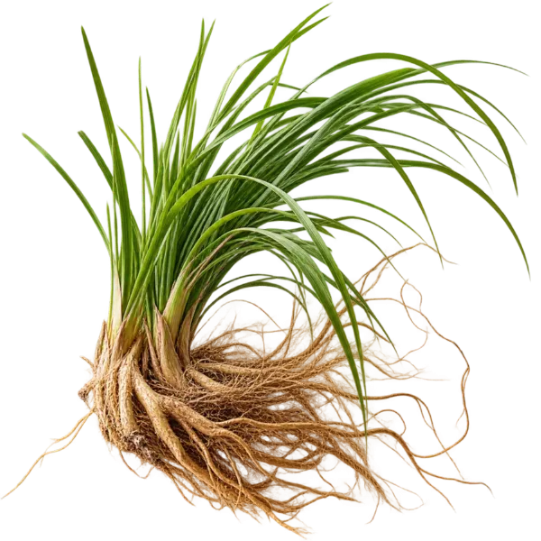 Vetiver
