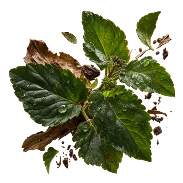 Patchouli
